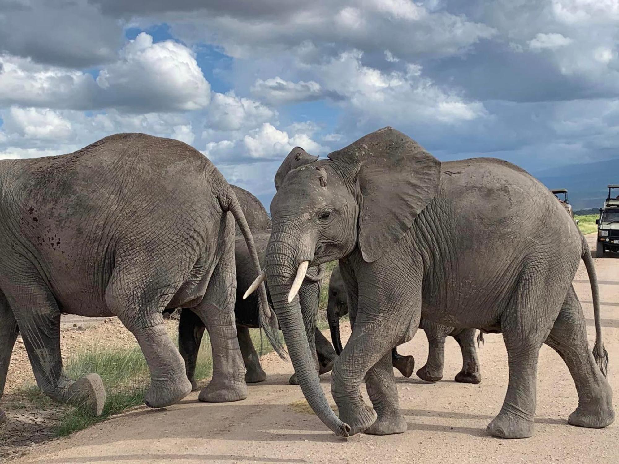 Amboseli Discovery Camp Exterior foto