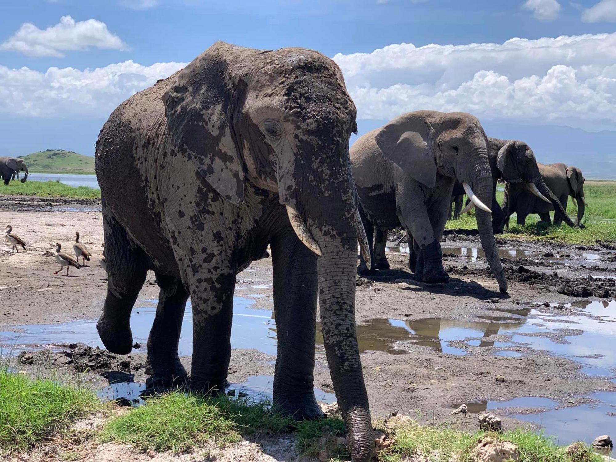 Amboseli Discovery Camp Exterior foto