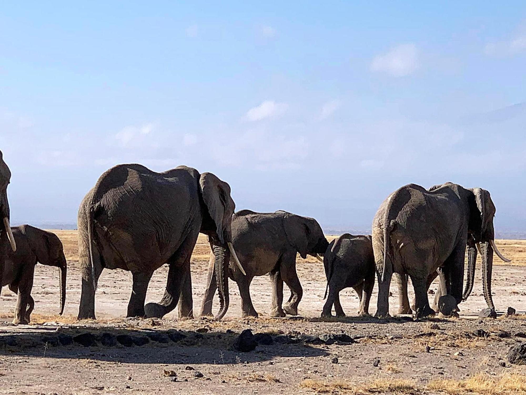 Amboseli Discovery Camp Exterior foto
