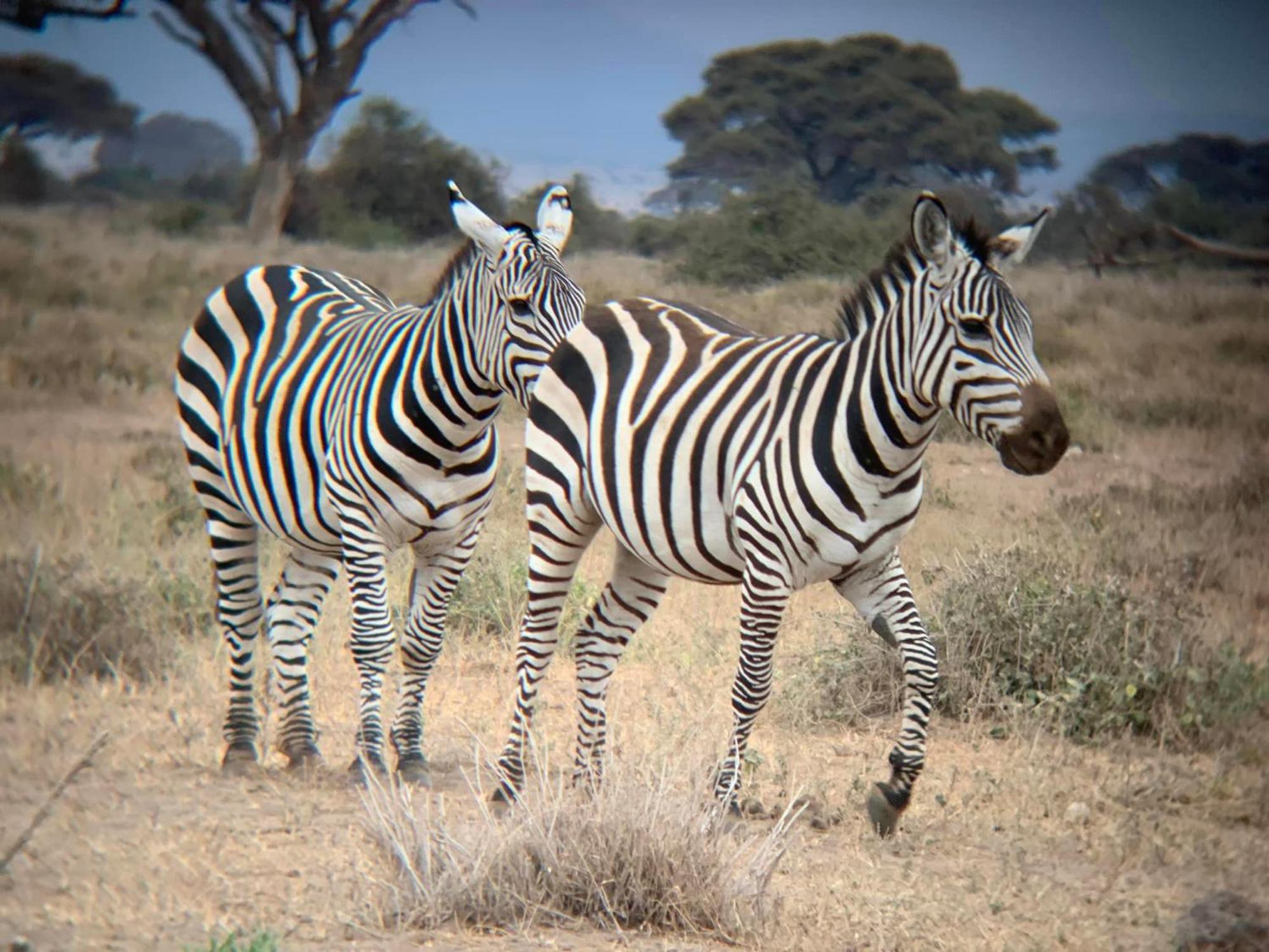 Amboseli Discovery Camp Exterior foto